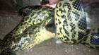 Gelbe Anacondas 1. 1 Eunectes noteus